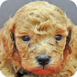 トイプードル　レッド　オス　子犬販売の専門店　AngelWan　横浜