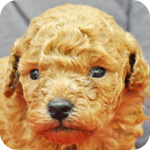 トイプードル　レッド　メス　子犬販売の専門店　AngelWan　横浜