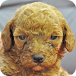 トイプードル　レッド　メス　子犬販売の専門店　AngelWan　横浜