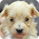 ミックス　マルプー　クリーム　オス　子犬販売の専門店　AngelWan　横浜