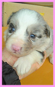 ボーダーコリー　ブルーマール　メス　子犬販売の専門店　AngelWan　横浜