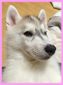 シベリアンハスキー シルバー&ホワイト メス 子犬販売の専門店 AngelWan 横浜