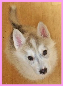シベリアンハスキー シルバー&ホワイト メス 子犬販売の専門店 AngelWan 横浜
