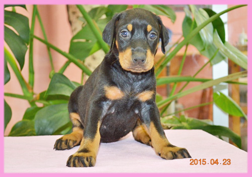 ドーベルマン　メス　子犬販売の専門店　AngelWan　横浜