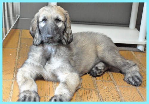 アフガンハウンド フォーン オス 子犬販売の専門店 AngelWan 横浜