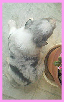 ボーダーコリー　ブルーマール　メス　子犬販売の専門店　AngelWan　横浜