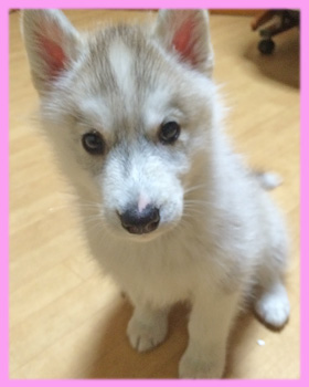 シベリアンハスキー シルバー&ホワイト メス 子犬販売の専門店 AngelWan 横浜