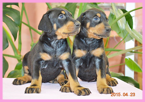 ドーベルマン　メス　子犬販売の専門店　AngelWan　横浜