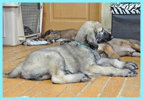 アフガンハウンド フォーン オス 子犬販売の専門店 AngelWan 横浜