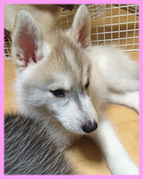 シベリアンハスキー シルバー&ホワイト メス 子犬販売の専門店 AngelWan 横浜