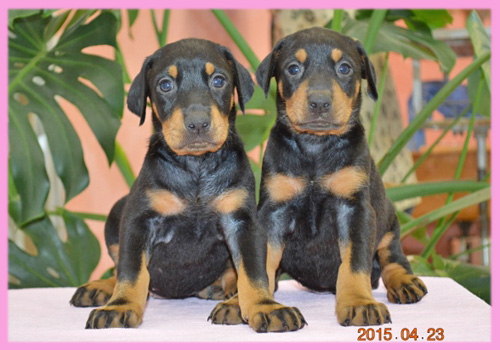 ドーベルマン　メス　子犬販売の専門店　AngelWan　横浜