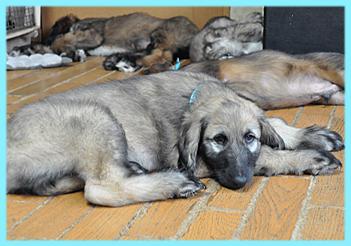 アフガンハウンド フォーン オス 子犬販売の専門店 AngelWan 横浜