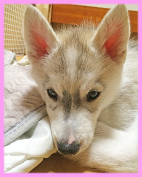 シベリアンハスキー シルバー&ホワイト メス 子犬販売の専門店 AngelWan 横浜