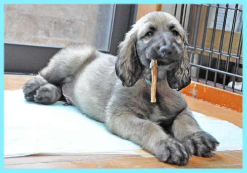 アフガンハウンド フォーン オス 子犬販売の専門店 AngelWan 横浜