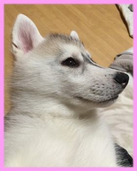 シベリアンハスキー　シルバー＆ホワイト　メス　子犬販売の専門店　AngelWan　横浜