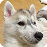 シベリアンハスキー シルバー&ホワイト メス 子犬販売の専門店 AngelWan 横浜