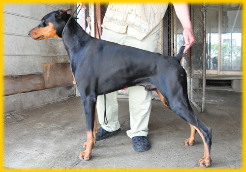 ブリーダー　子犬販売の専門店　AngelWan　横浜　ドーベルマン