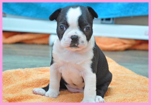 ボストンテリア メス 子犬販売の専門店 AngelWan 横浜