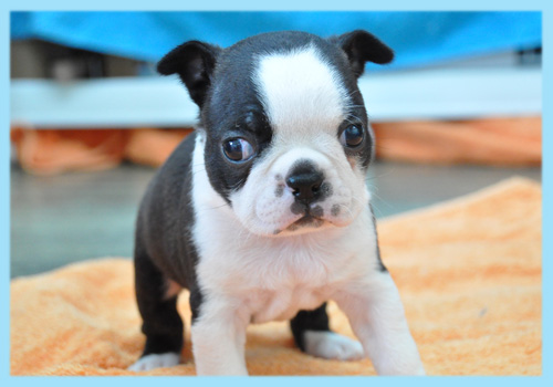 ボストンテリア　オス　子犬販売の専門店　AngelWan　横浜