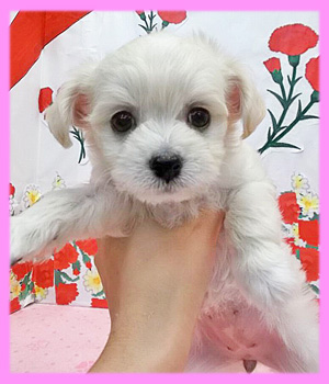 ミックス　チワプー　メス　子犬販売の専門店　AngelWan　横浜