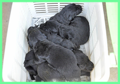 フラットコーテッドレトリバー　ブラック　子犬販売の専門店　AngelWan　横浜