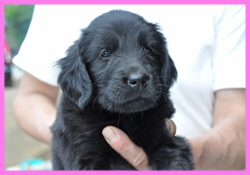 フラットコーテッドレトリバー　ブラック　メス　子犬販売の専門店　AngelWan　横浜