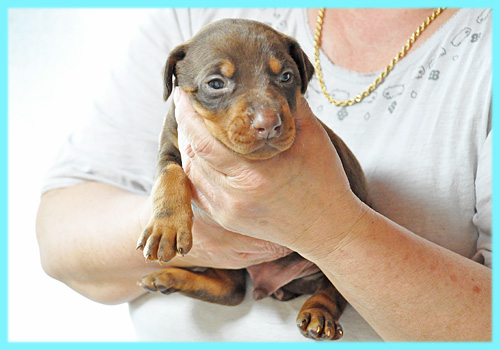 ドーベルマン　チョコレートタン　オス　子犬販売の専門店　AngelWan　横浜