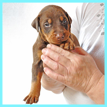 ドーベルマン　チョコレートタン　オス　子犬販売の専門店　AngelWan　横浜