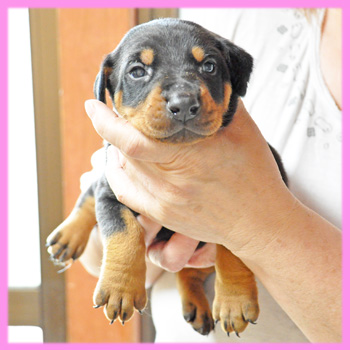 ドーベルマン　ブラックタン　メス　子犬販売の専門店　AngelWan　横浜