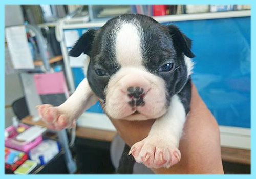 ボストンテリア　オス　子犬販売の専門店　AngelWan　横浜