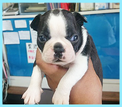 ボストンテリア　オス　子犬販売の専門店　AngelWan　横浜
