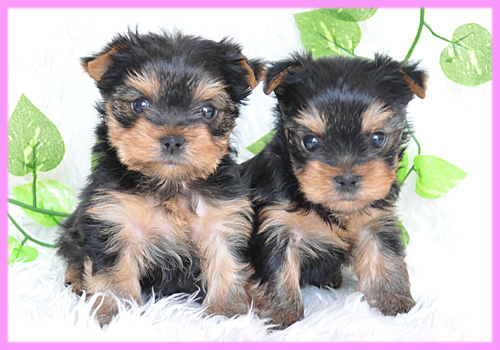 ヨークシャテリア　メス　子犬販売の専門店　AngelWan　横浜