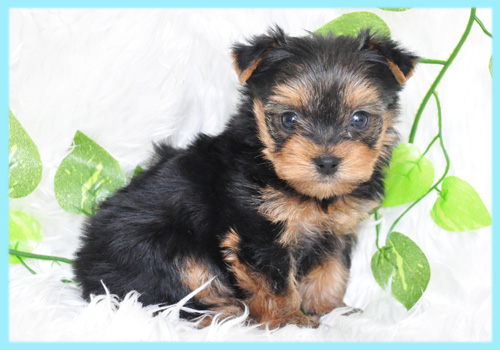 ヨークシャテリア オス 子犬販売の専門店 AngelWan 横浜