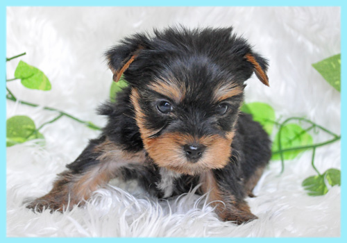 ヨークシャテリア　オス　子犬販売の専門店　AngelWan　横浜