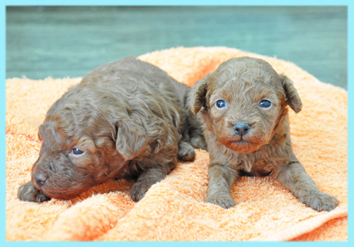 トイプードル　レッド　オス　子犬販売の専門店　AngelWan　横浜