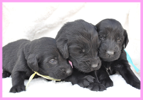 フラットコーテッドレトリバー　ブラック　メス　子犬販売の専門店　AngelWan　横浜