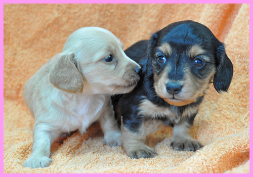 ミニチュアダックスフンド　メス　子犬販売の専門店　AngelWan　横浜