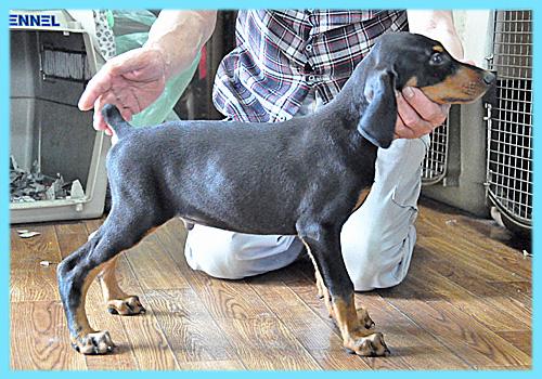 ドーベルマン　ブラックタン　オス　子犬販売の専門店　AngelWan　横浜