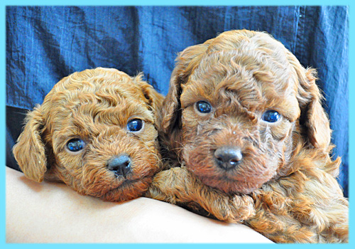 トイプードル　レッド　オス　子犬販売の専門店　AngelWan　横浜