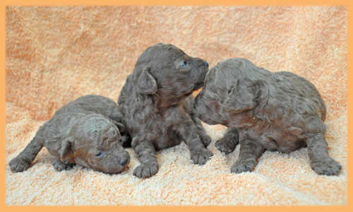 トイプードル　レッド　子犬販売の専門店　AngelWan　横浜