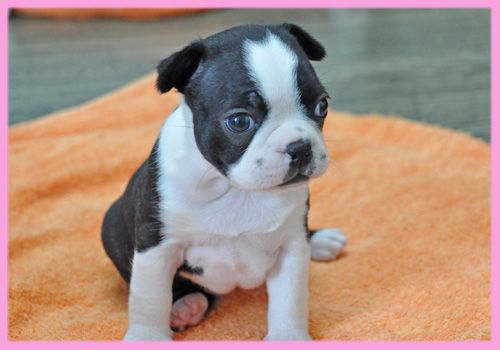 ボストンテリア メス 子犬販売の専門店 AngelWan 横浜