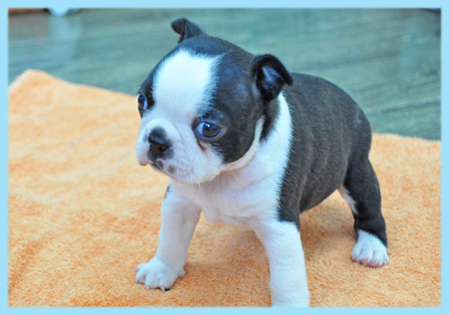 ボストンテリア　オス　子犬販売の専門店　AngelWan　横浜