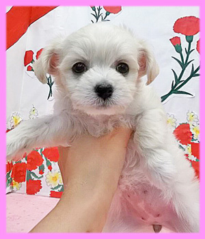 ミックス　チワプー　メス　子犬販売の専門店　AngelWan　横浜