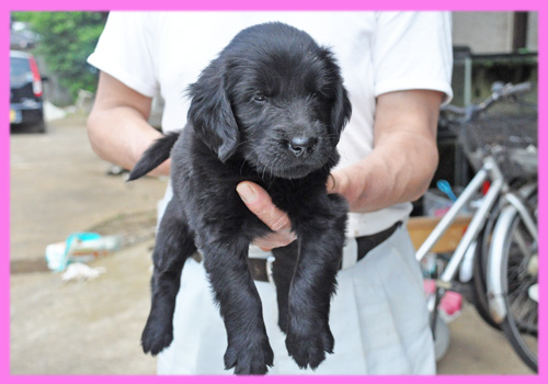 フラットコーテッドレトリバー　ブラック　メス　子犬販売の専門店　AngelWan　横浜