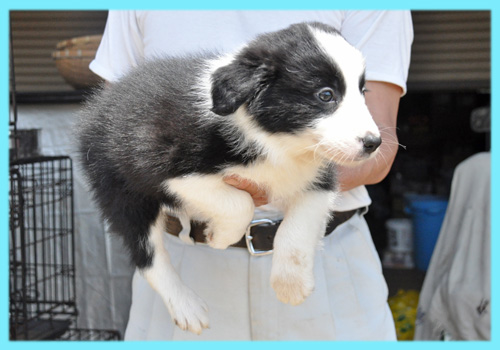 ボーダーコリー　ブラック＆ホワイト　オス　子犬販売の専門店　AngelWan　横浜