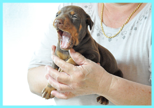 ドーベルマン　チョコレートタン　オス　子犬販売の専門店　AngelWan　横浜