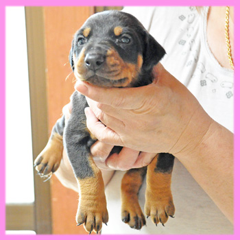 ドーベルマン　ブラックタン　メス　子犬販売の専門店　AngelWan　横浜