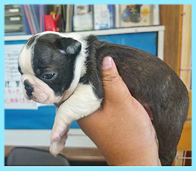 ボストンテリア　オス　子犬販売の専門店　AngelWan　横浜