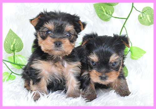 ヨークシャテリア　メス　子犬販売の専門店　AngelWan　横浜