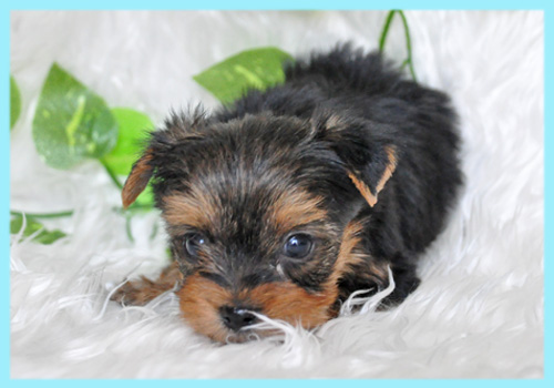 ヨークシャテリア オス 子犬販売の専門店 AngelWan 横浜